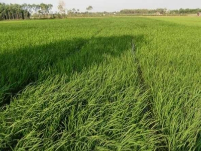 Agricultural Land 4 Acre for Sale in Rewari Rural