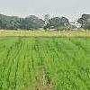 Agricultural Land 4 Bigha for Sale in Navlakha, Indore