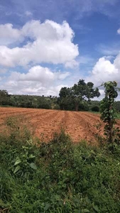 Agricultural Land 5 Acre for Sale in mysore Mysore