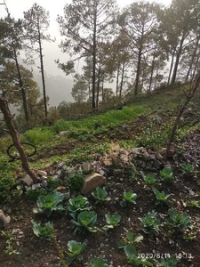 Agricultural Land 5 Bigha for Sale in Mussoorie Road, Dehradun