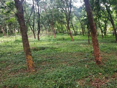 Agricultural Land 1 Acre for Sale in Iritty, Kannur