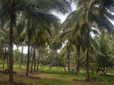 Agricultural Land 1 Acre for Sale in Periya Negamam, Coimbatore