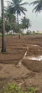 Agricultural Land 1 Biswa for Sale in