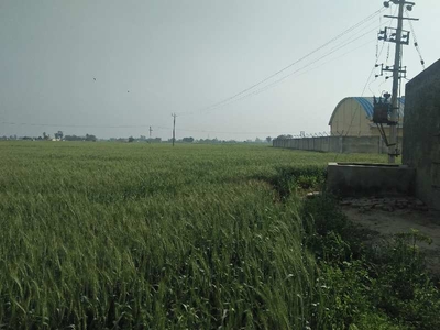 Agricultural Land 5 Acre for Sale in Banga, Shahid Bhagat Singh Nagar