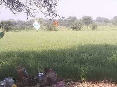 Agricultural Land 10 Acre for Sale in Gangapur Aurangabad