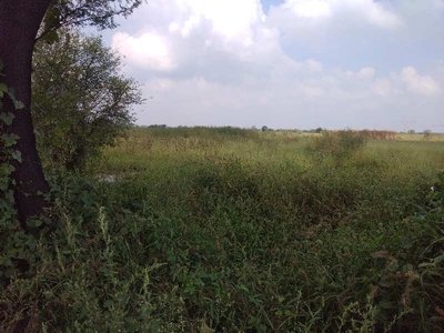 Agricultural Land 10 Acre for Sale in Hassanpur, Palwal