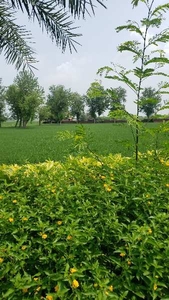 Agricultural Land 100 Acre for Sale in 3 km from NH1 JALANDHAR Jalandhar