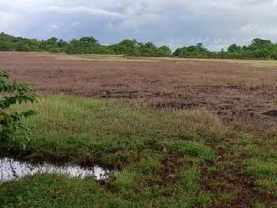 Agricultural Land 100 Acre for Sale in Vengurla, Sindhudurg