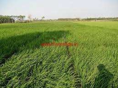 Agricultural Land 100 Bigha for Sale in Jewar, Gautam Buddha Nagar