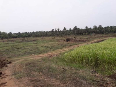 Agricultural Land 11 Acre for Sale in Chittoor, Palakkad