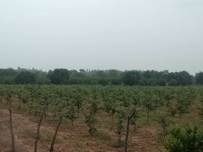 Agricultural Land 11 Acre for Sale in Venkatagiri, Nellore