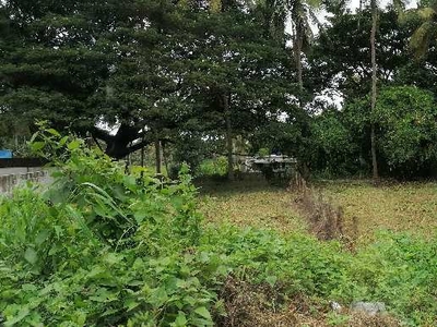 Agricultural Land 11 Cent for Sale in Polpully, Palakkad