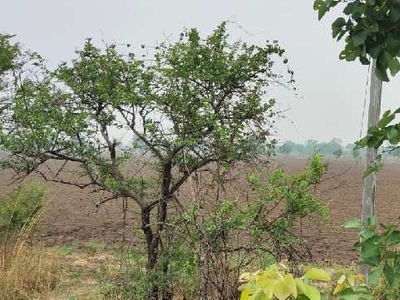 Agricultural Land 112 Bigha for Sale in Dabhoi-Sinor Road, Vadodara