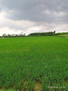 Agricultural Land 12 Acre for Sale in Dasuya, Hoshiarpur