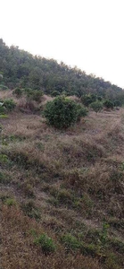 Agricultural Land 12 Acre for Sale in Dharampur, Valsad