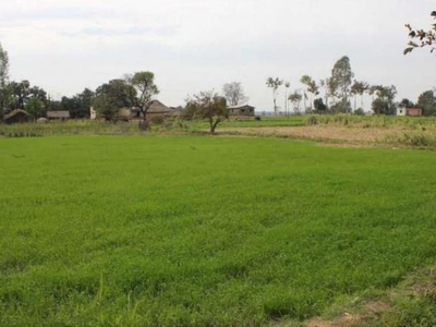 Agricultural Land 12 Acre for Sale in Industrial area near thermal Rajpura