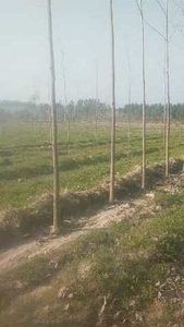 Agricultural Land 14 Acre for Sale in Hariana, Hoshiarpur