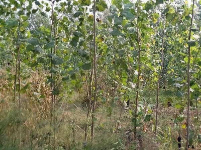 Agricultural Land 14 Bigha for Sale in