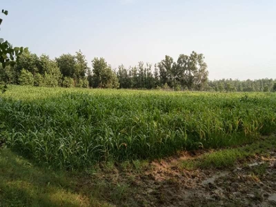 Agricultural Land 15 Bigha for Sale in Chilkana Road, Saharanpur