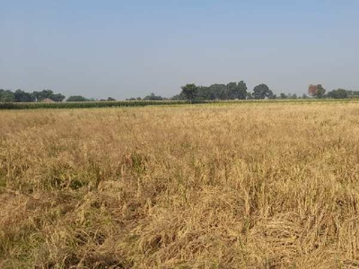 Agricultural Land 15 Bigha for Sale in