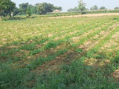 Agricultural Land 15 Bigha for Sale in Rabupura, Gautam Buddha Nagar