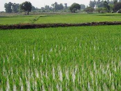 Agricultural Land 150 Bigha for Sale in Tappal, Aligarh