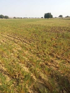 Agricultural Land 17 Bigha for Sale in Sam, Jaisalmer