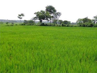 Agricultural Land 18 Bigha for Sale in Malhipur Road, Saharanpur