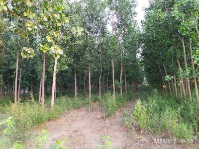 Agricultural Land 2 Acre for Sale in Dasuya Road, Hoshiarpur