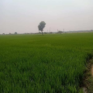 Agricultural Land 2 Acre for Sale in Devarakadra, Mahbubnagar