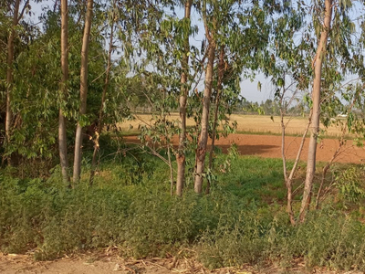 Agricultural Land 2 Acre for Sale in Kotagiri, Nilgiris
