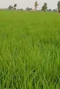 Agricultural Land 2 Acre for Sale in Pansera Hoshiarpur