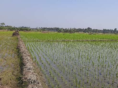 Agricultural Land 2 Bigha for Sale in Bangaon, North 24 Parganas