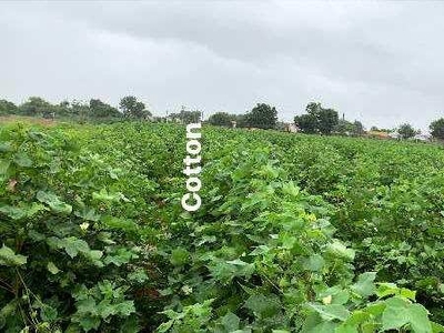 Agricultural Land 20 Acre for Sale in Anjar, Kutch