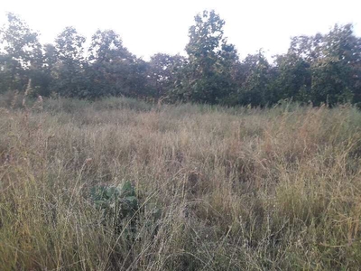 Agricultural Land 20 Acre for Sale in Kolar Road, Bhopal