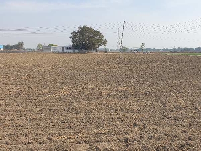 Agricultural Land 21 Bigha for Sale in Payal, Ludhiana