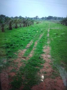 Agricultural Land 24 Acre for Sale in Bhatagaon, Raipur
