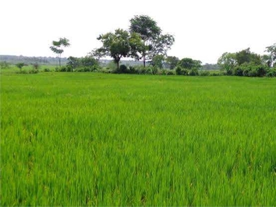 Agricultural Land 24 Guntha for Sale in