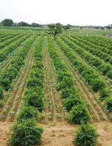 Agricultural Land 25 Acre for Sale in Dholbaha, Hoshiarpur