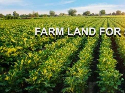 Agricultural Land 25 Bigha for Sale in Baraula Bypass, Aligarh