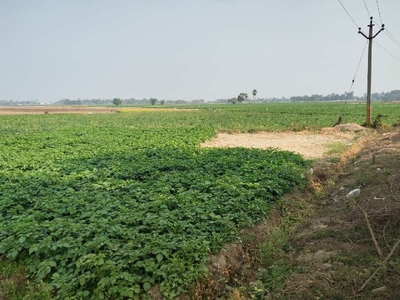 Agricultural Land 25 Bigha for Sale in Guskara, Bardhaman