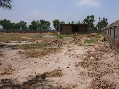 Agricultural Land 25000 Sq.ft. for Sale in Alipur titukhera sirsa Sirsa
