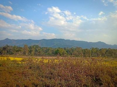 Agricultural Land 250000 Sq.ft. for Sale in Thahekhu, Dimapur