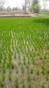 Agricultural Land 26000 Acre for Sale in Thathankulam, Thoothukudi