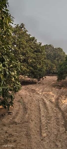 Agricultural Land 27 Bigha for Sale in Hasanpur, Amroha
