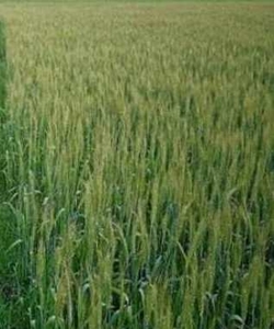 Agricultural Land 27 Bigha for Sale in Lodha, Aligarh