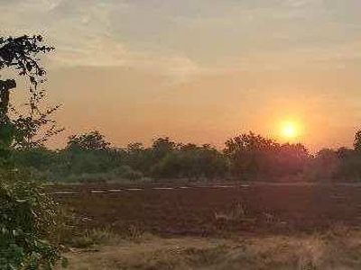 Agricultural Land 28 Acre for Sale in Malvan, Sindhudurg