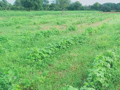 Agricultural Land 3 Acre for Sale in Malur, Kolar