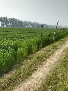 Agricultural Land 30 Acre for Sale in 30 acre Hoshiarpur