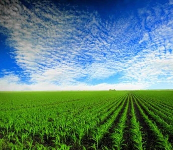 Agricultural Land 30 Acre for Sale in